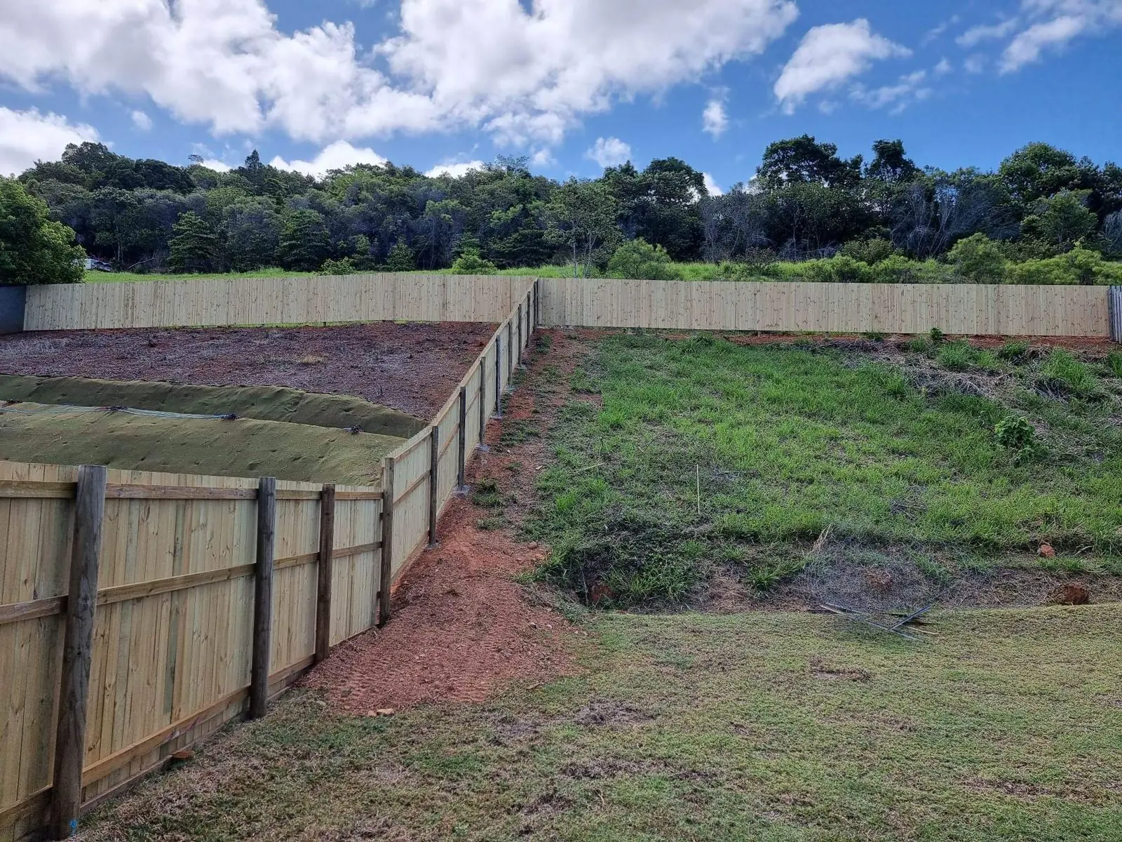 Treated pine paling